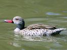 Cape Teal (WWT Slimbridge 30/06/15) ©Nigel Key