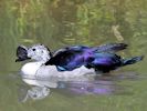 American Comb Duck (WWT Slimbridge June 2015) - pic by Nigel Key