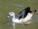 South African Comb Duck (WWT Slimbridge June 2015) - pic by Nigel Key