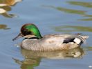 Falcated Duck (WWT Slimbridge June 2015) - pic by Nigel Key