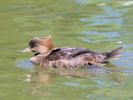 Hooded Merganser (WWT Slimbridge 30/06/15) ©Nigel Key