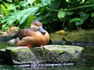 Lesser Whistling Duck (WWT Slimbridge June 2015) - pic by Nigel Key