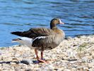 Lesser White-Fronted Goose (WWT Slimbridge 30/06/15) ©Nigel Key