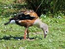 Orinoco Goose (WWT Slimbridge June 2015) - pic by Nigel Key