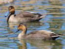 Philippine Duck (WWT Slimbridge June 2015) - pic by Nigel Key