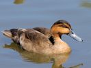 Philippine Duck (WWT Slimbridge 30/06/15) ©Nigel Key