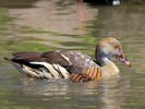 Plumed Whistling Duck (WWT Slimbridge 30/06/15) ©Nigel Key