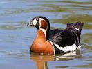 Red-Breasted Goose (WWT Slimbridge June 2015) ©Nigel Key