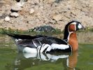 Red-Breasted Goose (WWT Slimbridge June 2015) - pic by Nigel Key