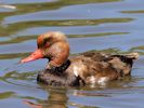 Red-Crested Pochard (WWT Slimbridge June 2015) - pic by Nigel Key