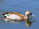 Ringed Teal (WWT Slimbridge 30/06/15) ©Nigel Key