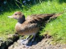 South Georgian Pintail (WWT Slimbridge 30/06/15) ©Nigel Key