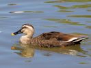 Chinese Spot-Billed Duck (WWT Slimbridge June 2015) - pic by Nigel Key