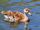 West Indian Whistling Duck (WWT Slimbridge June 2015) - pic by Nigel Key