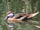 White-Cheeked Pintail (WWT Slimbridge 30/06/15) ©Nigel Key