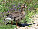 European White-Fronted Goose (WWT Slimbridge June 2015) - pic by Nigel Key