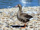 European White-Fronted Goose (WWT Slimbridge June 2015) - pic by Nigel Key