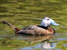 White-Headed Duck (WWT Slimbridge 30/06/15) ©Nigel Key