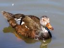 White-Winged Duck (WWT Slimbridge 30/06/15) ©Nigel Key