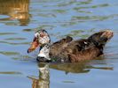 White-Winged Duck (WWT Slimbridge 30/06/15) ©Nigel Key