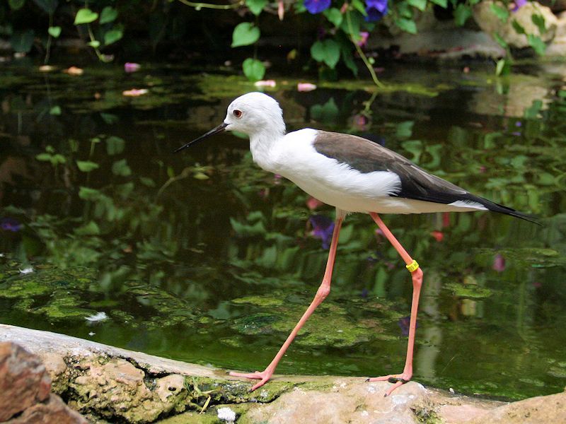 Black-Winged Stilt (WWT Slimbridge 30/06/15) ©Nigel Key