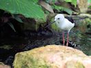 Black-Winged Stilt (WWT Slimbridge 30/06/15) ©Nigel Key