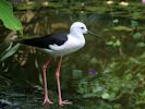 Black-Winged Stilt (WWT Slimbridge 30/06/15) ©Nigel Key