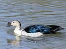 African Comb Duck (WWT Slimbridge 04/05/16) ©Nigel Key