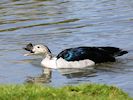 African Comb Duck (WWT Slimbridge 04/05/16) ©Nigel Key