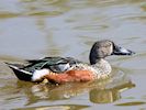 Australian Shoveler (WWT Slimbridge 04/05/16) ©Nigel Key