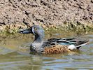 Australian Shoveler (WWT Slimbridge May 2016) - pic by Nigel Key