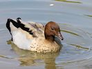 Australian Wood Duck(WWT Slimbridge May 2016) - pic by Nigel Key