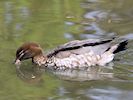 Australian Wood Duck (WWT Slimbridge May 2016) - pic by Nigel Key