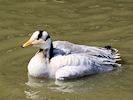 Bar-Headed Goose (WWT Slimbridge 04/05/16) ©Nigel Key