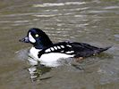 Barrow's Goldeneye (WWT Slimbridge May 2016) - pic by Nigel Key