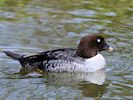 Barrow's Goldeneye (WWT Slimbridge May 2016) - pic by Nigel Key