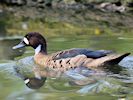 Bronze-Winged Duck (WWT Slimbridge May 2016) - pic by Nigel Key