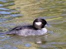 Bufflehead (WWT Slimbridge May 2016) - pic by Nigel Key