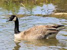 Canada Goose (WWT Slimbridge 04/05/16) ©Nigel Key