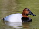 Canvasback (WWT Slimbridge 04/05/16) ©Nigel Key