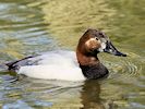 Canvasback (WWT Slimbridge 04/05/16) ©Nigel Key