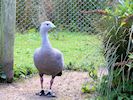 Cape Barren Goose (WWT Slimbridge 04/05/16) ©Nigel Key