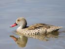 Cape Teal (WWT Slimbridge May 2016) - pic by Nigel Key