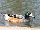 Chiloe Wigeon (WWT Slimbridge 04/05/16) ©Nigel Key