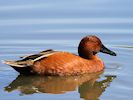 Cinnamon Teal (WWT Slimbridge 04/05/16) ©Nigel Key