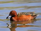 Cinnamon Teal (WWT Slimbridge May 2016) - pic by Nigel Key