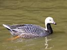 Emperor Goose (WWT Slimbridge 04/05/16) ©Nigel Key