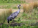 Eurasian Crane (WWT Slimbridge May 2016) - pic by Nigel Key