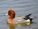 Eurasian Wigeon (WWT Slimbridge May 2016) - pic by Nigel Key