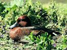 Ferruginous Duck (WWT Slimbridge May 2016) - pic by Nigel Key